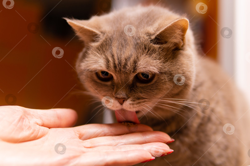 Скачать шотландский страйт-кот слизывает лечебную пасту с пальца фотосток Ozero
