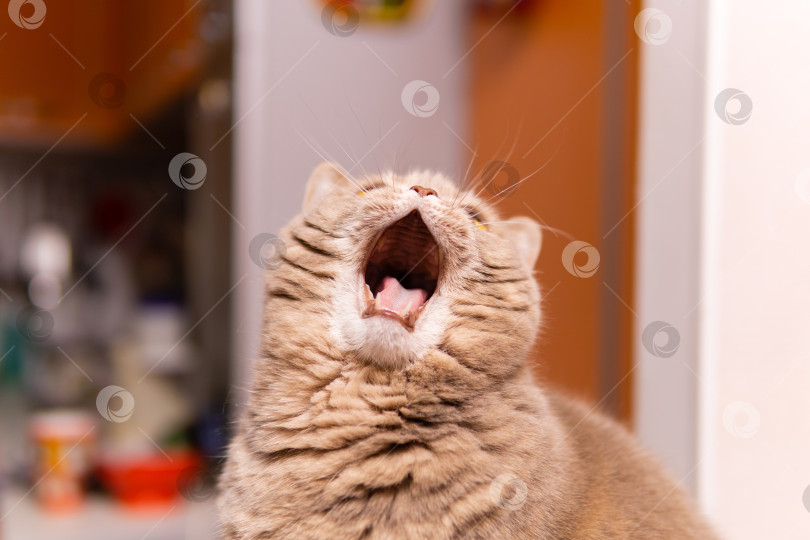 Скачать шотландский страйт-кот зевает широко открытым ртом фотосток Ozero