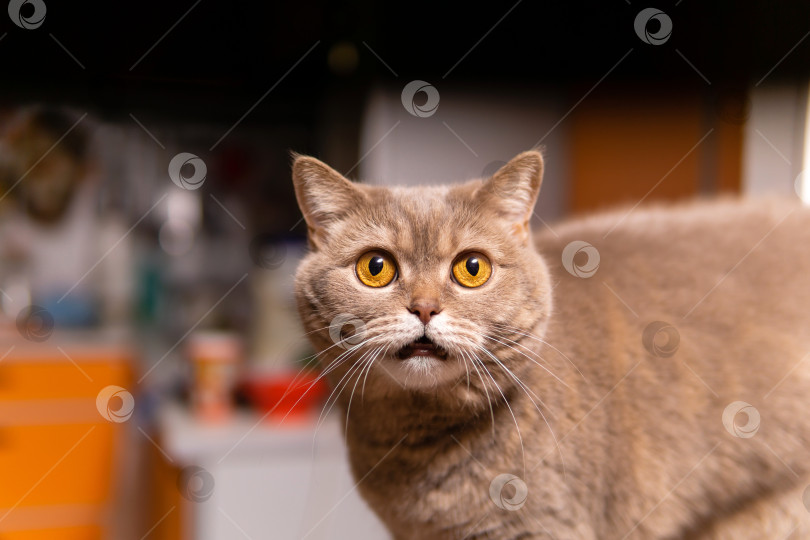 Скачать шотландский страйт-кот выглядит очень удивленным фотосток Ozero