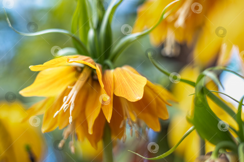 Скачать Кайзеровская корона fritillaria imperialis lutea цветок желтого цвета фотосток Ozero