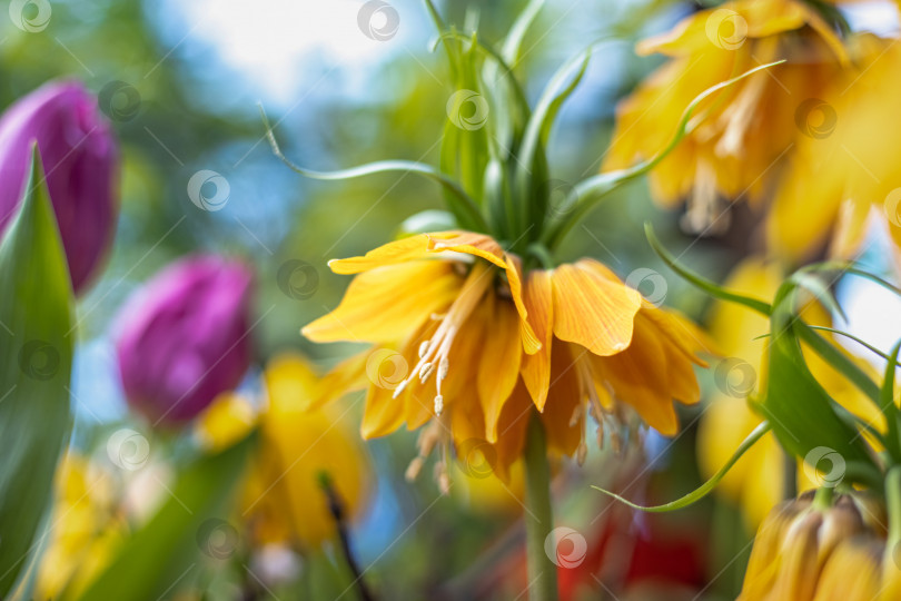 Скачать Кайзеровская корона fritillaria imperialis lutea цветок желтого цвета фотосток Ozero