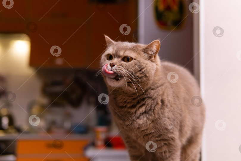 Скачать шотландский гетеросексуальный кот облизывает набитый рот после еды фотосток Ozero
