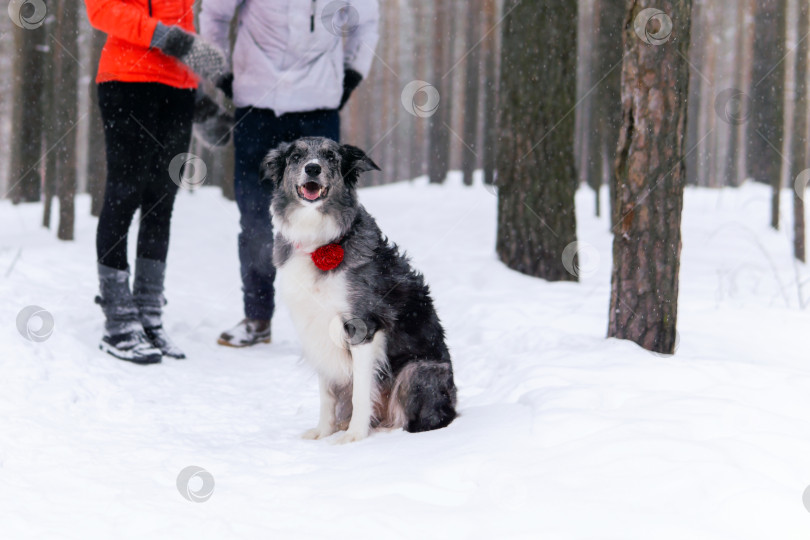 Скачать собака бордер-колли в зимнем лесу на размытом фоне. фотосток Ozero