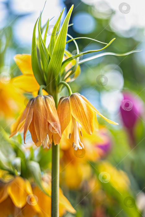 Скачать Кайзеровская корона fritillaria imperialis lutea цветок желтого цвета фотосток Ozero