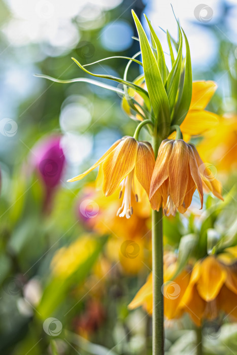 Скачать Кайзеровская корона fritillaria imperialis lutea цветок желтого цвета фотосток Ozero