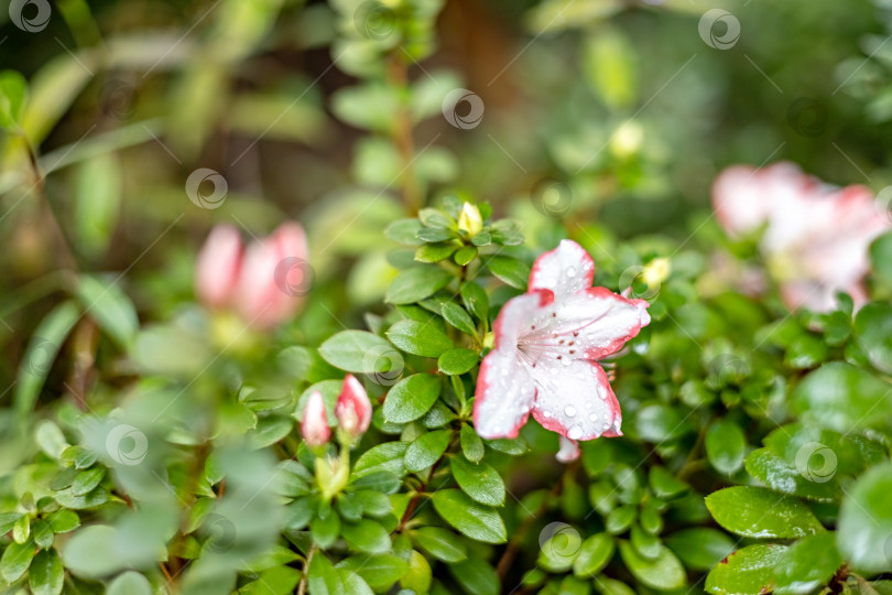 Скачать Розовый рододендрон в полном цвету. Весенний цветущий сад фотосток Ozero