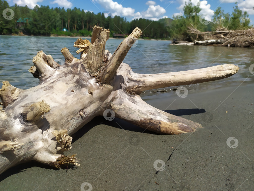 Скачать Большое бревно на берегу фотосток Ozero