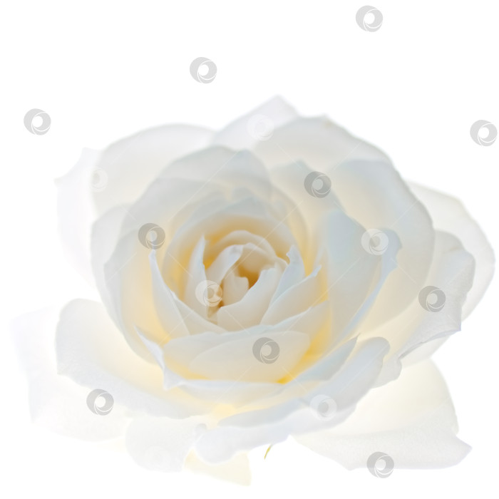 Скачать Цветок белой розы крупным планом, изолированный на белом фоне фотосток Ozero