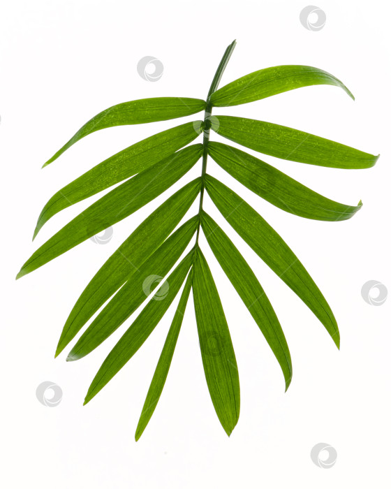 Скачать Тропические листья, выделенные на белом фоне фотосток Ozero