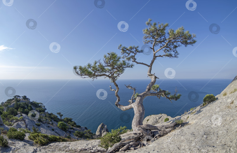 Скачать Реликтовая сосна в скалах на берегу моря. фотосток Ozero