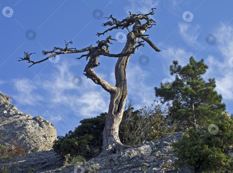 Скачать Мертвая сосна на утесе. фотосток Ozero