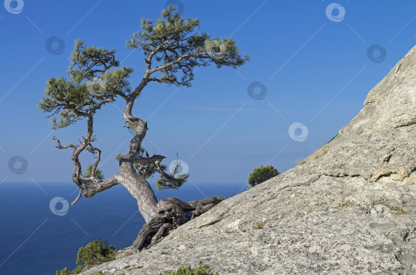 Скачать Сосна на скале на фоне голубого неба. Крым. фотосток Ozero