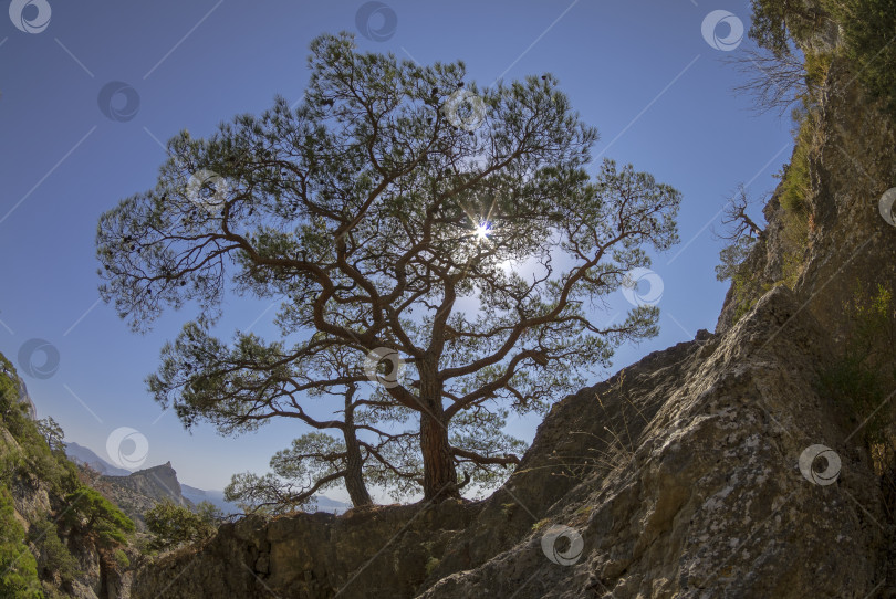 Скачать Солнце пробивается сквозь крону реликтовой крымской сосны. фотосток Ozero