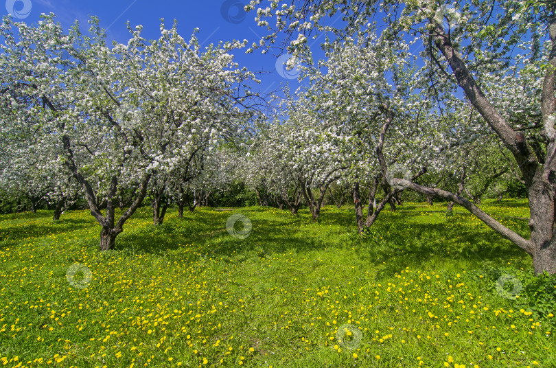 Скачать Заросшая аллея в старом цветущем яблоневом саду. фотосток Ozero