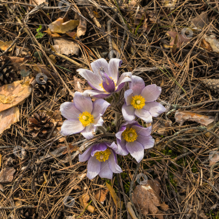 Скачать Первые цветы, подснежники, в лесу весенним днем фотосток Ozero