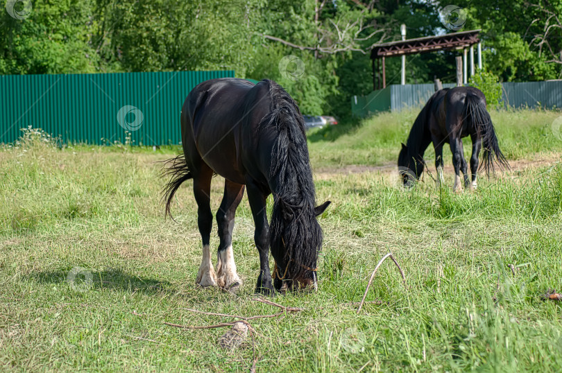 Скачать Летом в деревне пасется на привязи домашняя лошадь. фотосток Ozero