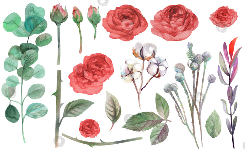 Скачать акварельный набор из цветов красных роз и веток эвкалипта фотосток Ozero