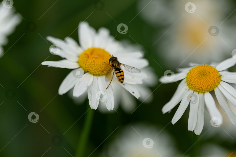 Скачать Пчела на цветке ромашки, пчела собирает нектар, летний день фотосток Ozero