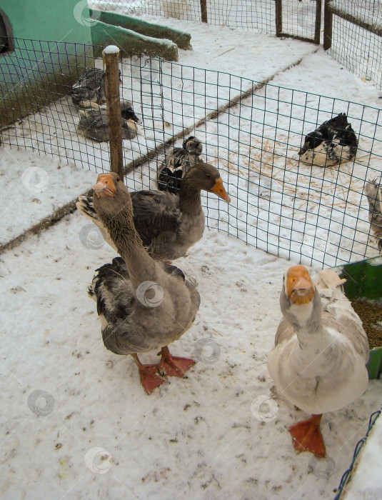 Скачать два гуся с вытянутыми шеями в заборе фотосток Ozero