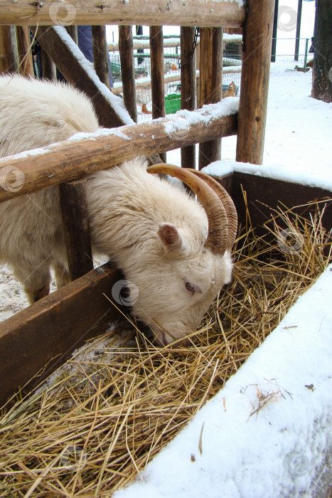 Скачать зимняя белая коза ест сено из кормушки фотосток Ozero