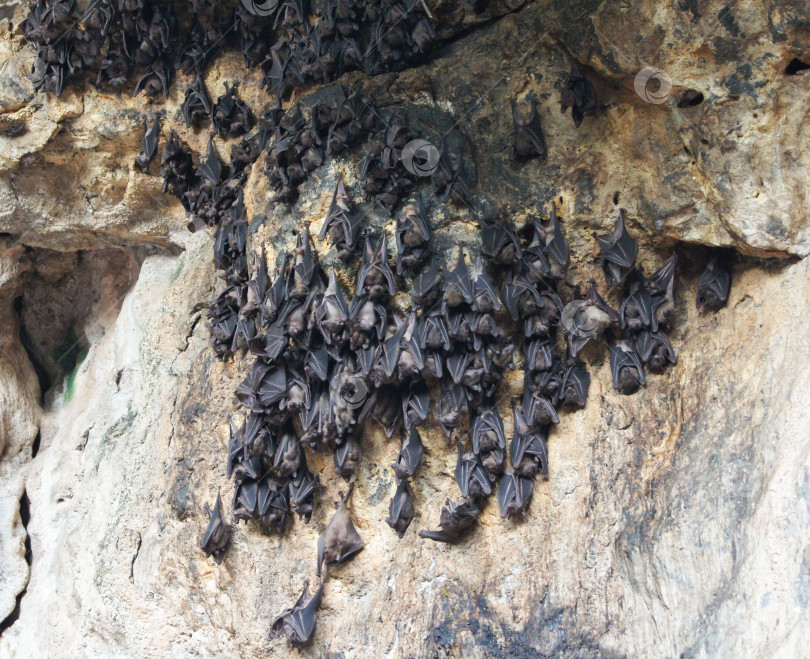 Скачать колония летучих мышей, спящих на утесе фотосток Ozero