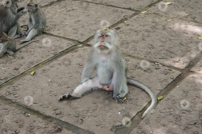 Скачать обезьяна сидит на серой каменной плитке фотосток Ozero