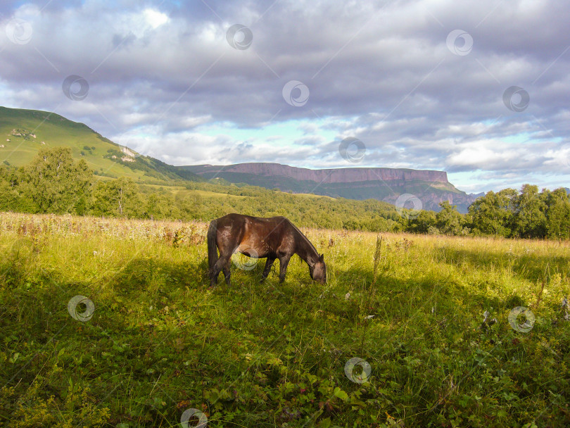 Скачать одинокая лошадь, пасущаяся в поле на фоне гор фотосток Ozero