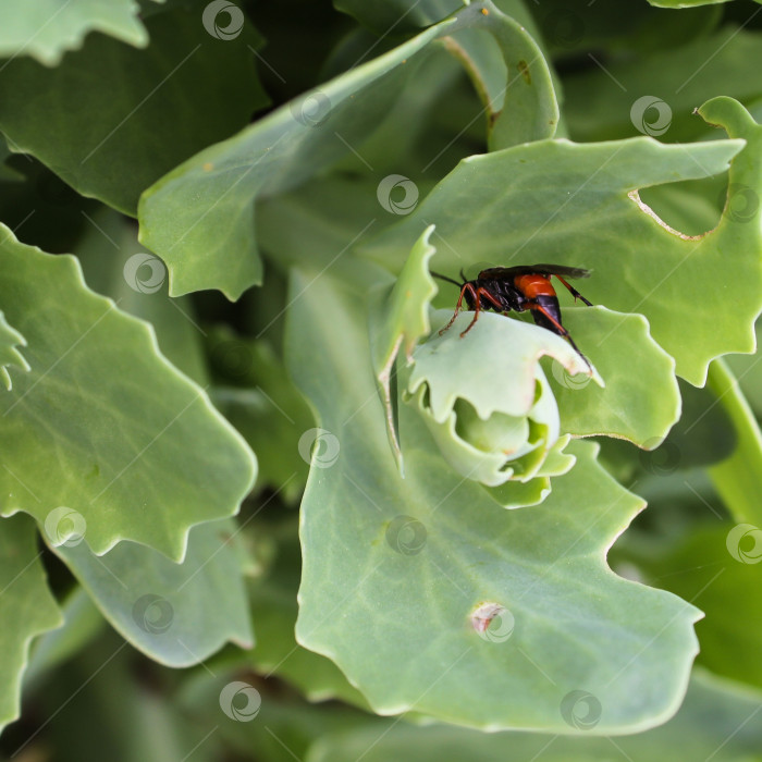 Скачать жук в листьях фотосток Ozero