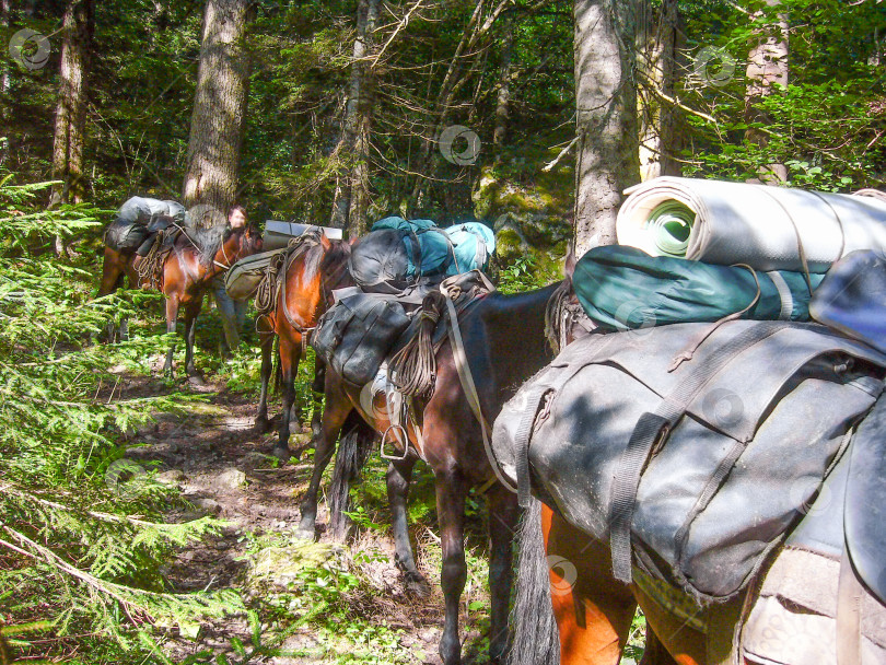 Скачать караван лошадей на тропе в лесу фотосток Ozero