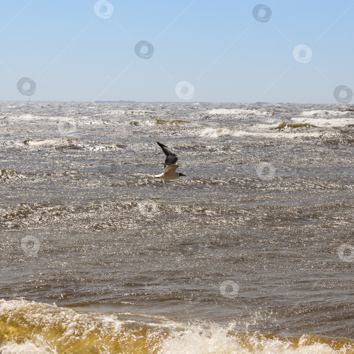 Скачать летящая чайка над водой фотосток Ozero