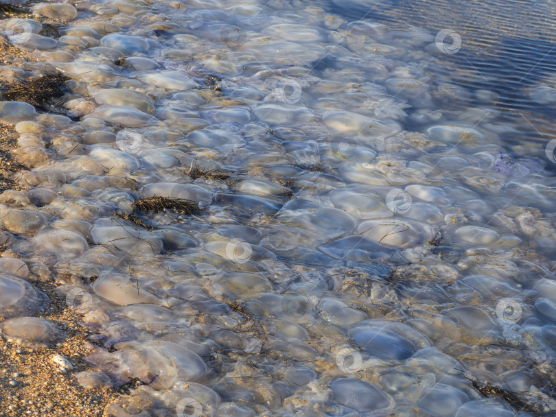 Скачать Песчаный пляж моря покрыт множеством мертвых медуз. фотосток Ozero
