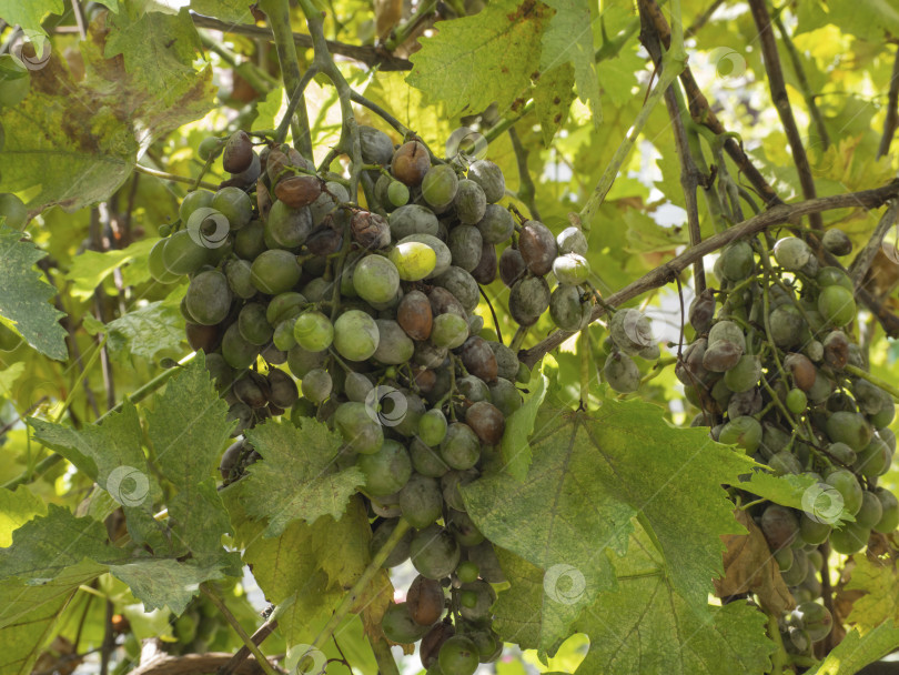 Скачать Виноградная болезнь. Листья и грозди зеленого винограда с гнилью и p фотосток Ozero