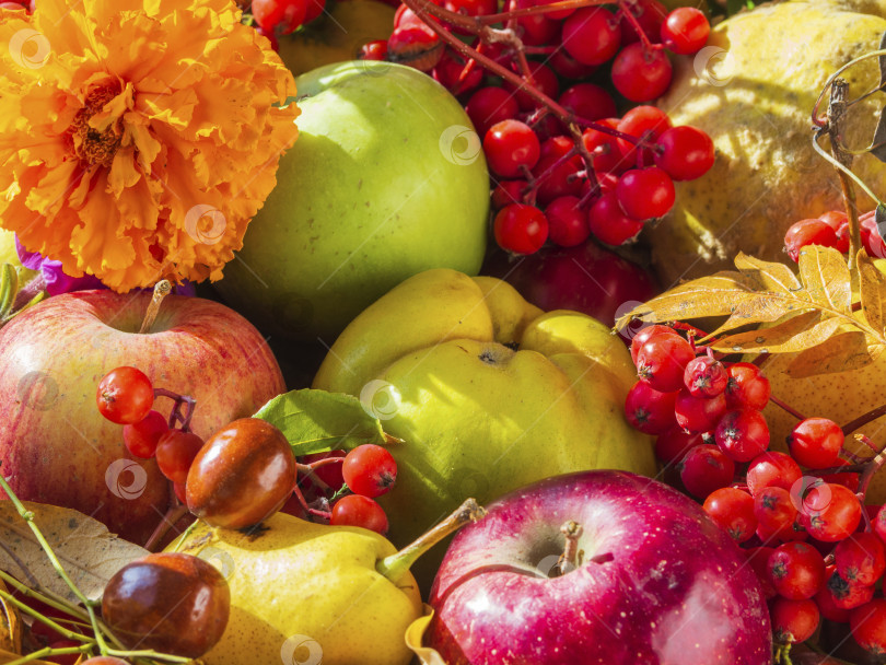 Скачать Осенний натюрморт с сезонными фруктами, цветами и ягодами. Апп фотосток Ozero