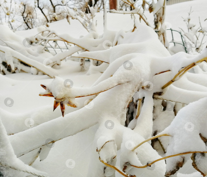 Скачать Растения в снегу фотосток Ozero