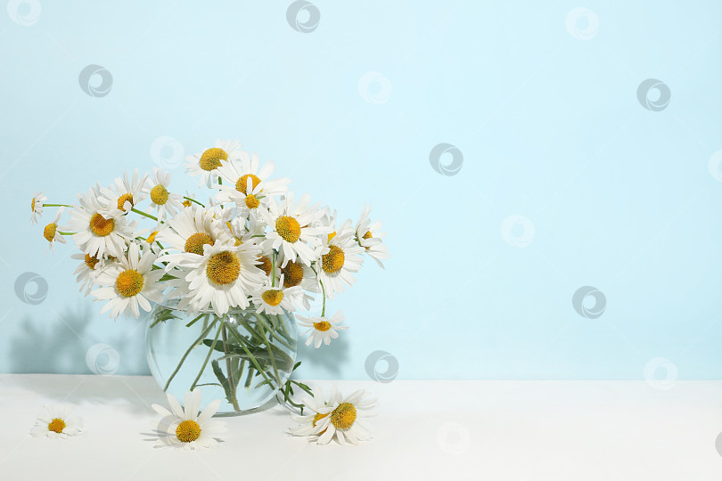 Скачать Красивые цветы ромашки в вазе на светлом фоне с местом для текста, летний баннер для рекламы, минималистичная концепция праздника с цветами, поздравительная открытка на свадьбу, день рождения, день матери, фотосток Ozero