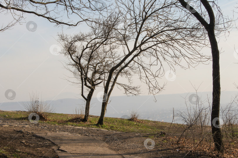 Скачать Деревья рядом с трассой. фотосток Ozero