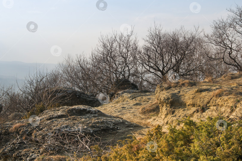 Скачать Кусты на опушке. фотосток Ozero