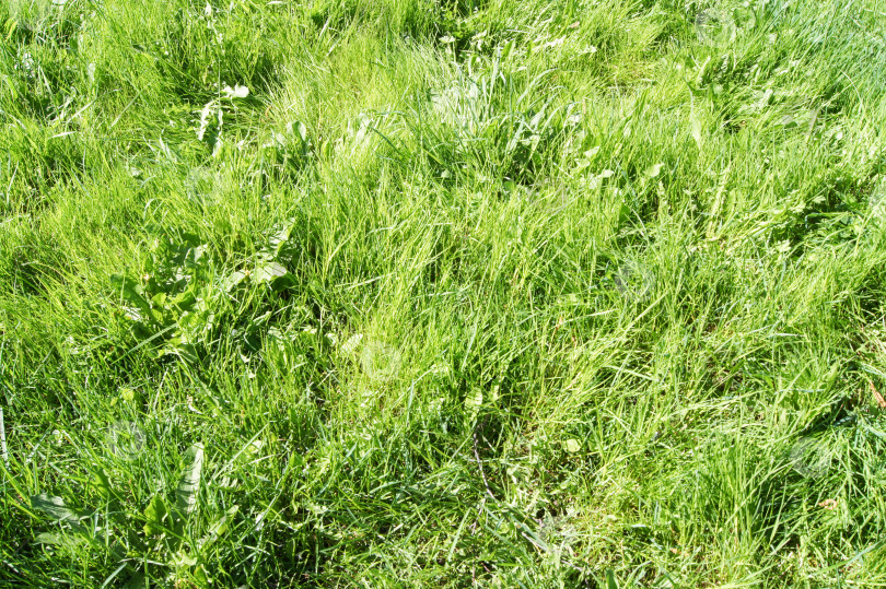 Скачать Фон из зеленой травы. фотосток Ozero