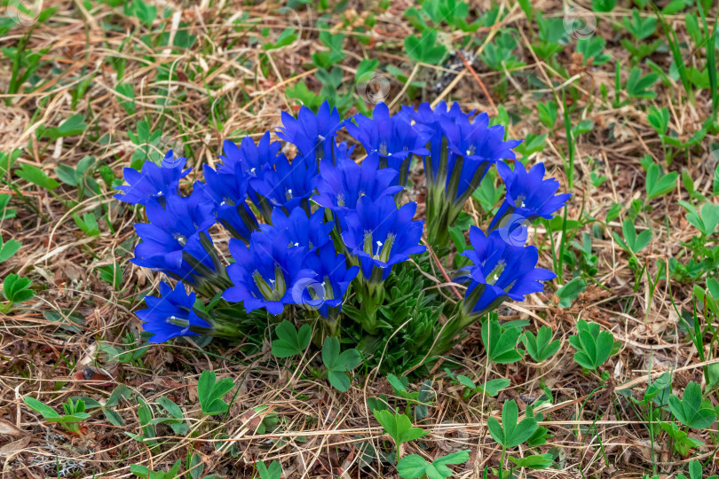 Скачать Горечавка крупноцветковая Gentiana grandiflora. Дикий летний цветок фотосток Ozero