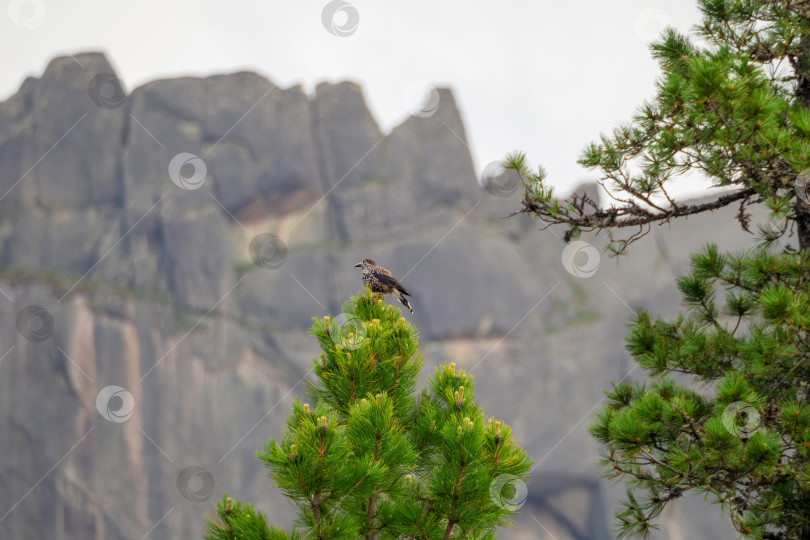 Скачать Пятнистый щелкунчик (Nucifraga caryocatactes Linnaeus) в Тайланде фотосток Ozero