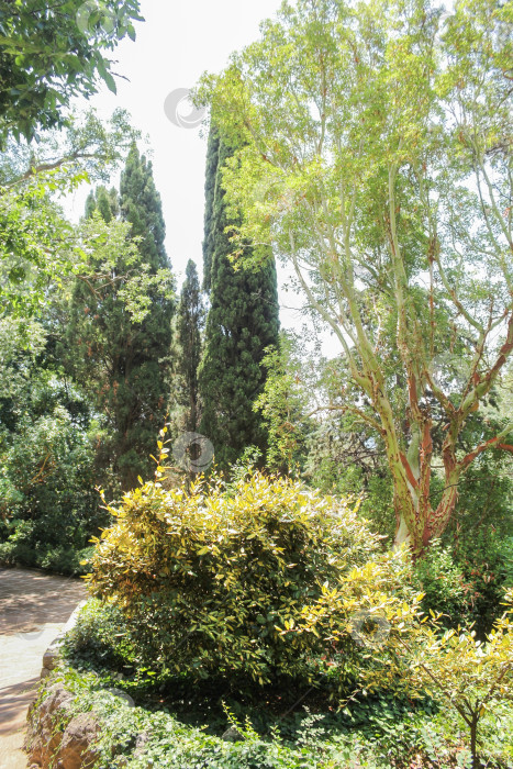 Скачать Кусты и деревья ботанического сада. фотосток Ozero