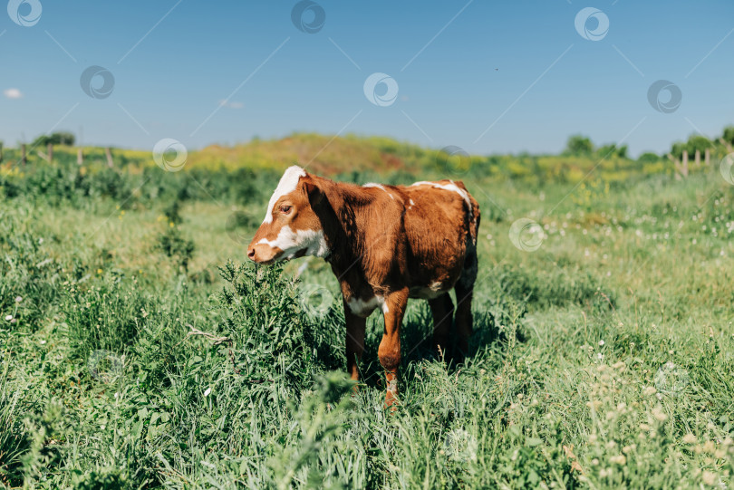Скачать Маленький коричнево-белый теленок коровы, стоящий на лужайке в сельской местности на ферме фотосток Ozero