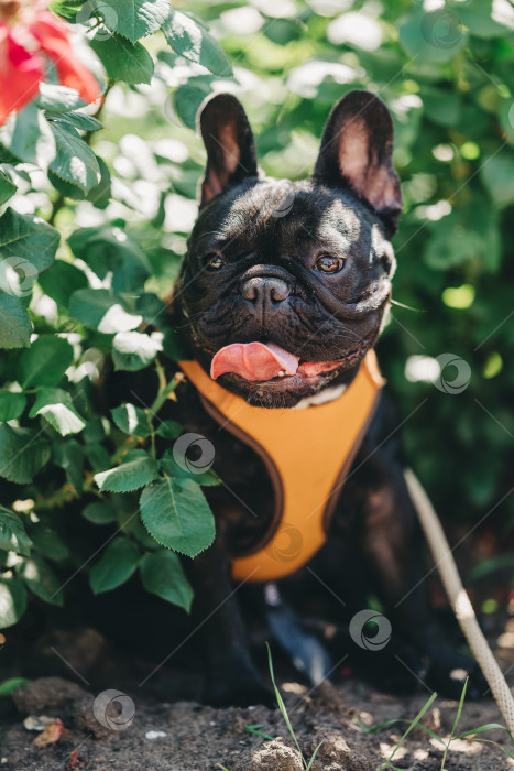 Скачать Красивый черный щенок французского бульдога сидит в парке на земле в жаркий день в тени и на поводке с нагрудной лентой фотосток Ozero