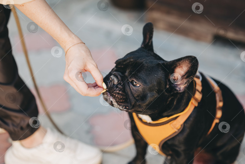 Скачать Женщина вручную кормит любимую собаку лакомством для дрессировки на открытом воздухе во время прогулки. Щенок черного французского бульдога ест на руке своего хозяина и носит нагрудную повязку на поводке фотосток Ozero