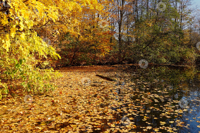 Скачать Осень. Клен на берегу пруда уронил свои листья в воду фотосток Ozero