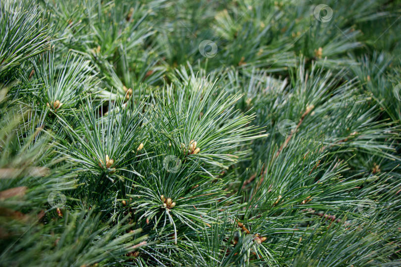 Скачать Фон из сосновых веток. Pinus strobus или веймутова сосна фотосток Ozero