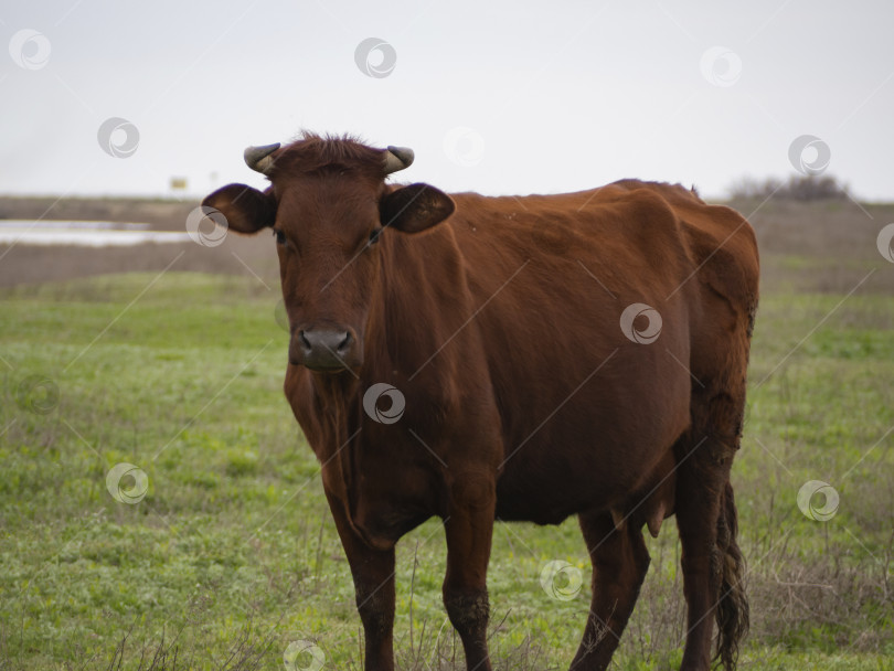 Скачать Корова на пастбище ранней весной. фотосток Ozero