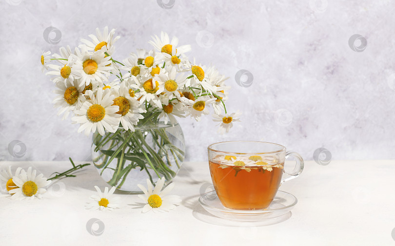 Скачать Ромашковый чай в прозрачной чашке с натуральными мелкими цветками ромашки на светлом столике, концепция травяного чая и правильного натурального питания, избирательный подход фотосток Ozero