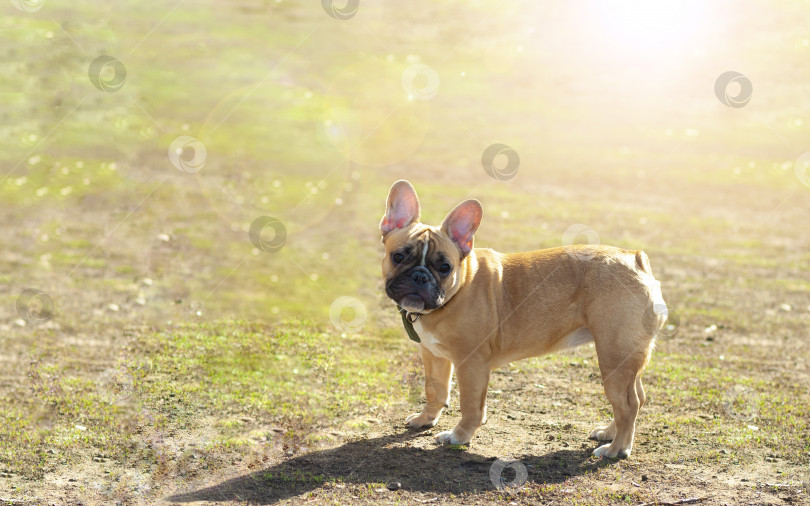 Скачать Молодой щенок французского бульдога на прогулке в солнечный весенний день красивый портрет. Картинка образа жизни с весенним настроением. Любовь к домашним животным фотосток Ozero