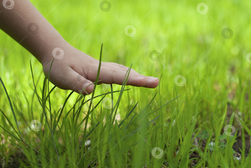 Скачать Детская рука касается зеленой травы крупным планом с пробелом для копирования. Люблю природу. Наслаждайтесь весенне-летним двором. Дети люди флора фотосток Ozero
